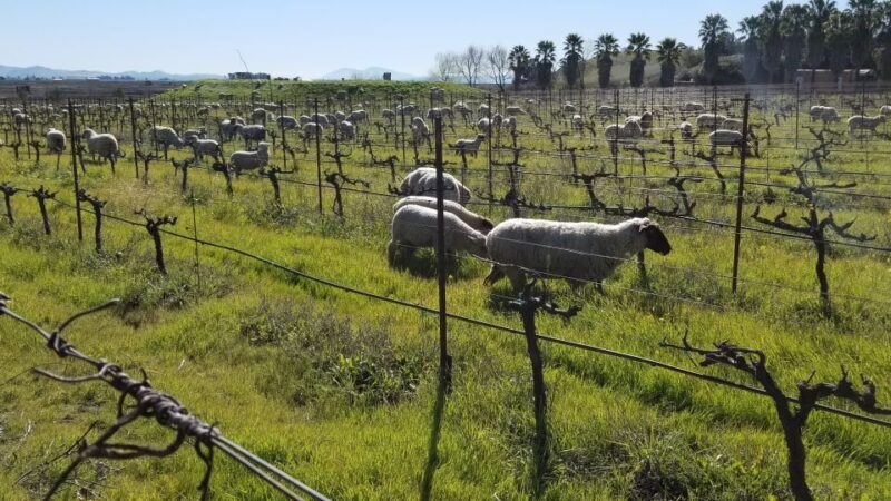 Full-Day Wine Tour to Napa & Sonoma 3 Tastings Included - FAQs