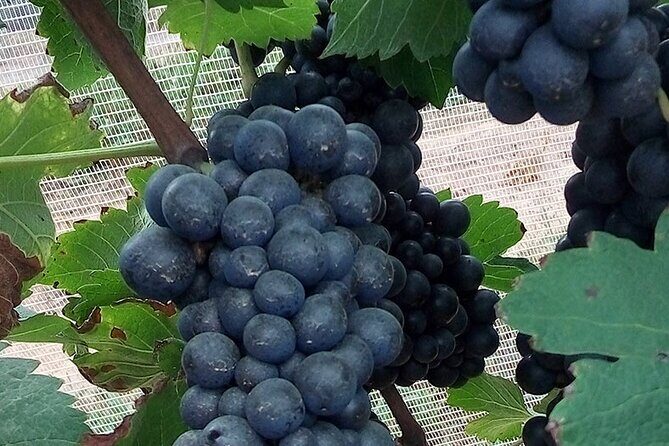 Full-Day Winery Tour from Rio - A Complete Look at the Full-Day Winery Tour from Rio