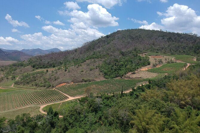 Full-Day Winery Tour from Rio - An In-Depth Look at the Tour Experience