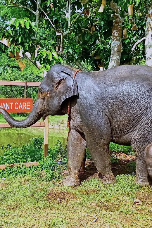 Full-day with CHIANGMAI ELEPHANT CARE and Sticky waterfall - Frequently Asked Questions (FAQs)