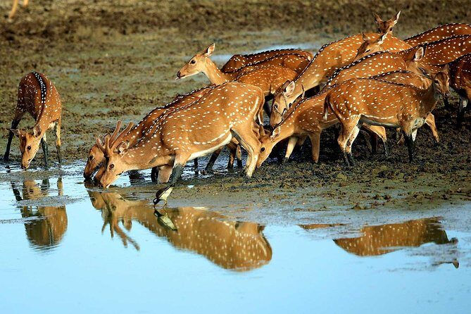 Full Day Yala Safari with Picnic Lunch from Hambantota Harbour - A Deep Dive into the Yala Safari Experience