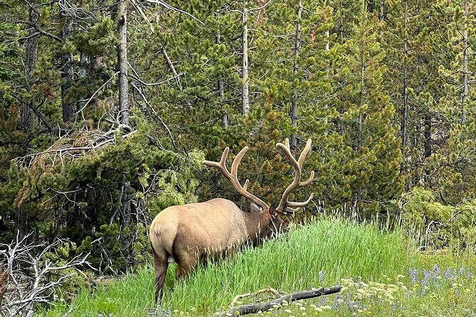 Full Day Yellowstone Lower Loop and Safari from Jackson Hole - Frequently Asked Questions