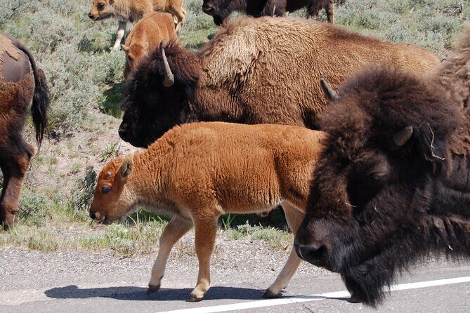 Full-Day Yellowstone Upper (Northern) Loop Tour - The Sum Up