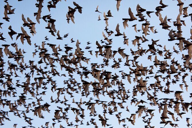 Full/Half Day Tuk TuK: Handicrafts Bambootrain Killing&Bat Caves - Frequently Asked Questions