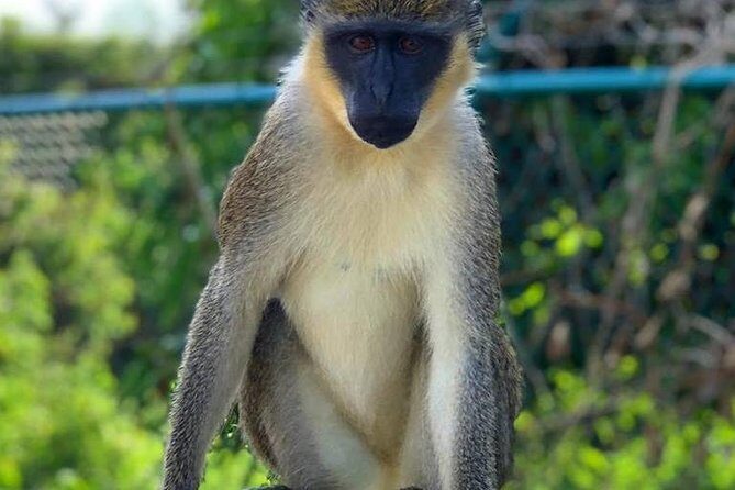 Full Island Panoramic Tour of St Kitts - Authentic Experiences and Authenticity