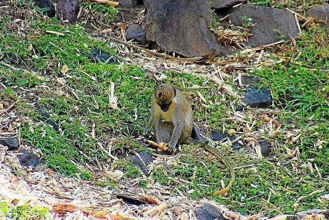 Full Island Panoramic Tour of St Kitts - Who Will Love This Tour?