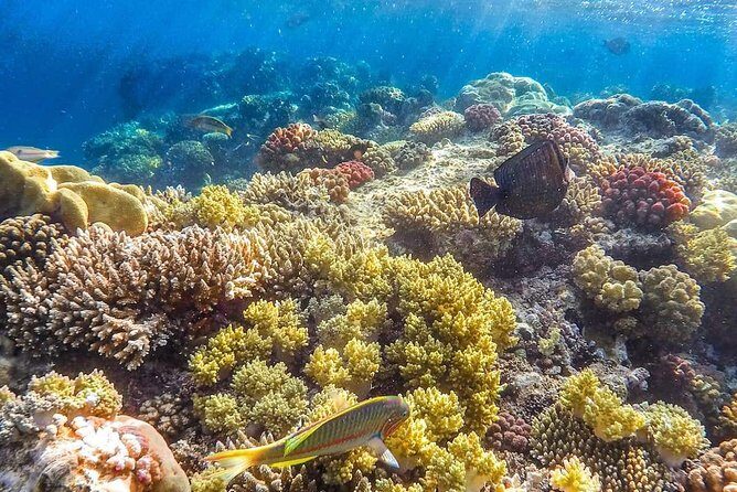 Full Relaxing Day To The Red Sea From Cairo Or Giza Hotel - FAQ