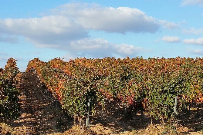 Full Rioja Wine Tour with Lunch from San Sebastian Private Tour - An In-Depth Look at the Itinerary