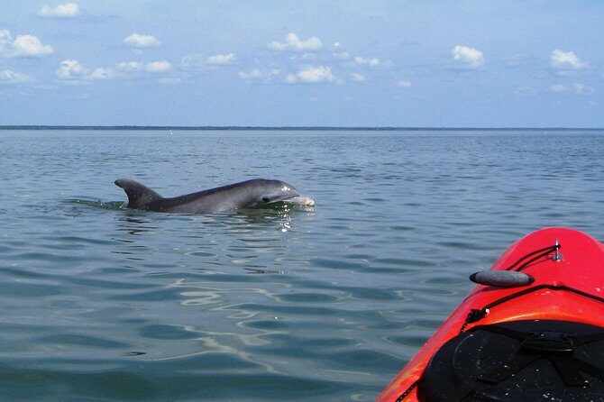 Fully Guided Kayaking Backwater Manatee and Dolphin Tour - Experience the Natural Beauty of Cape Canaveral with a Guided Kayaking Tour