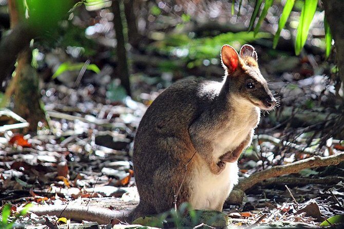 Fully Inclusive Blue Mountains Private Tour inc Scenic World & Featherdale Entry - Key Points