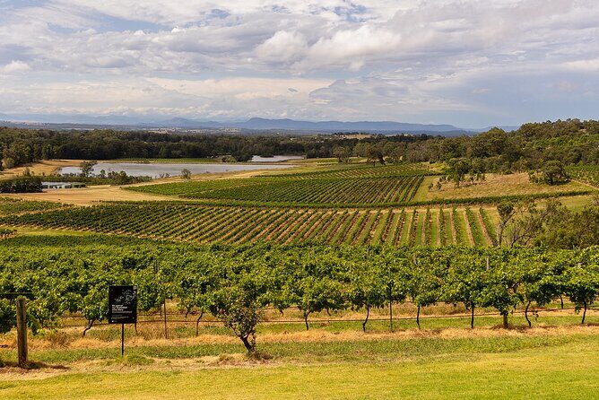 Fully Private and Customisable Hunter Valley Wine Tour - The Detailed Itinerary and What to Expect