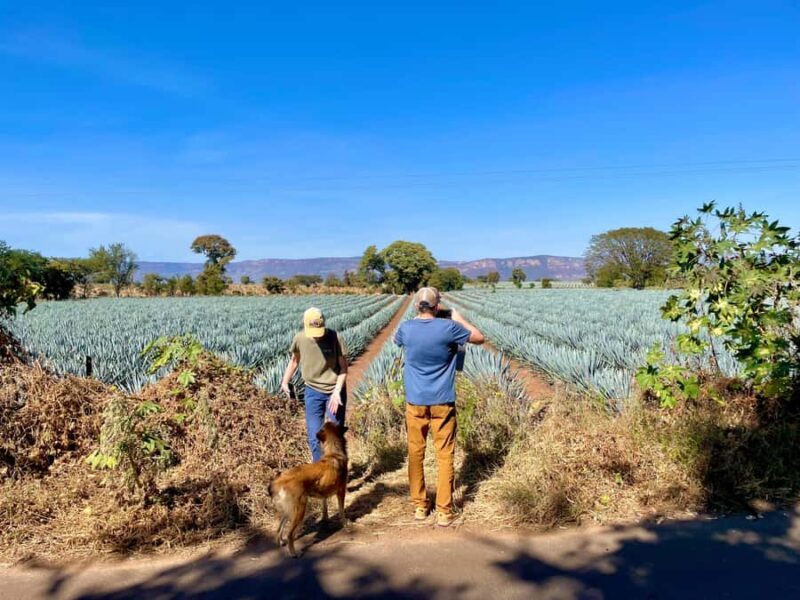 Fully-Private Half-Day Tequila Tour - Why We Think It’s a Great Value