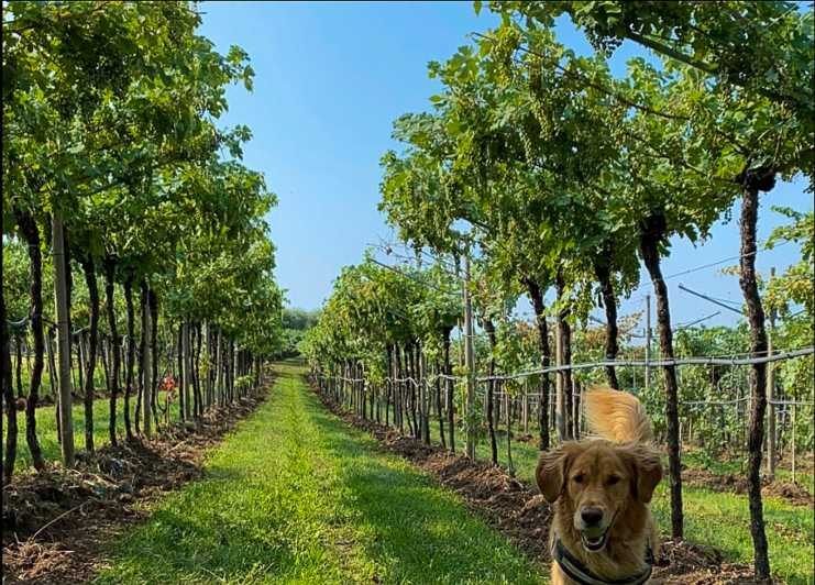 Fumane: Tasting of 5 Valpolicella and Amarone Vintage Wines - FAQ