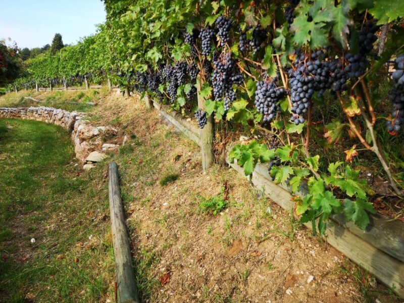 Fumane: Wine Tasting Experience in Valpolicella Valley - Detailed Breakdown of the Itinerary