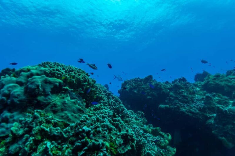 Fun Dive in Cozumel  Dive Machine Experience - Key Points