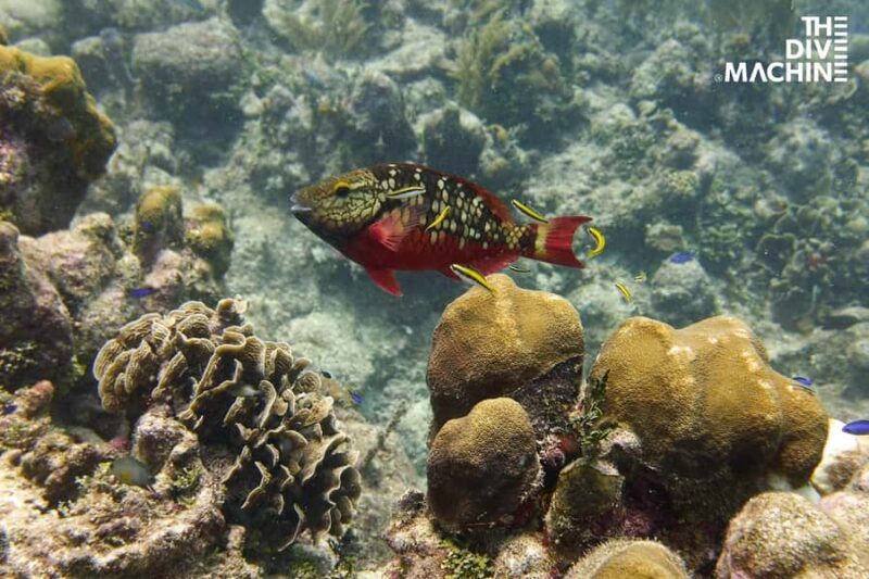 Fun Dive in Playa del Carmen  Dive Machine Experience - FAQ