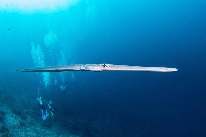 Fun Dive Nusa Penida Bali - For Certified Divers - FAQ