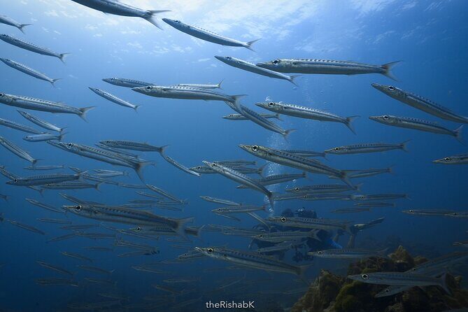Fun Dive on Racha Islands for Certified Divers Only - Who Should Consider This Tour?