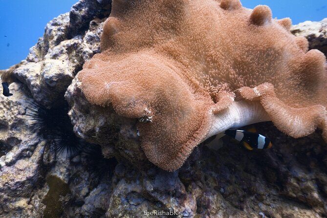 Fun Dive on Racha Islands for Certified Divers Only - The Sum Up