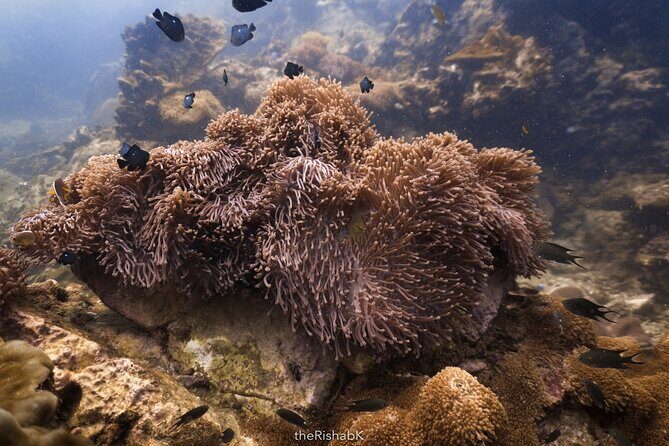 Fun Dive on Racha Islands for Certified Divers Only - Frequently Asked Questions