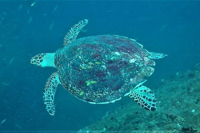 Fun Dives For Certified Divers - A Deep Dive into the Experience