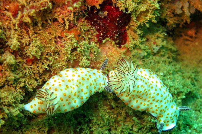 Fun Dives For Certified Divers - Who Will Love This Experience?