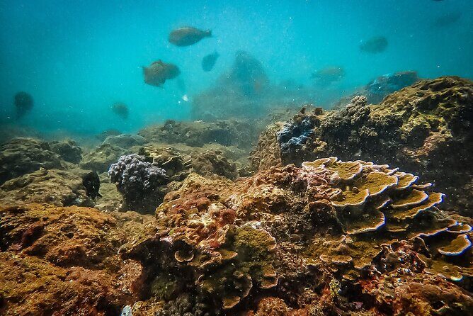 Fun Dives For Certified Divers - Final Thoughts: Is This Tour Right for You?