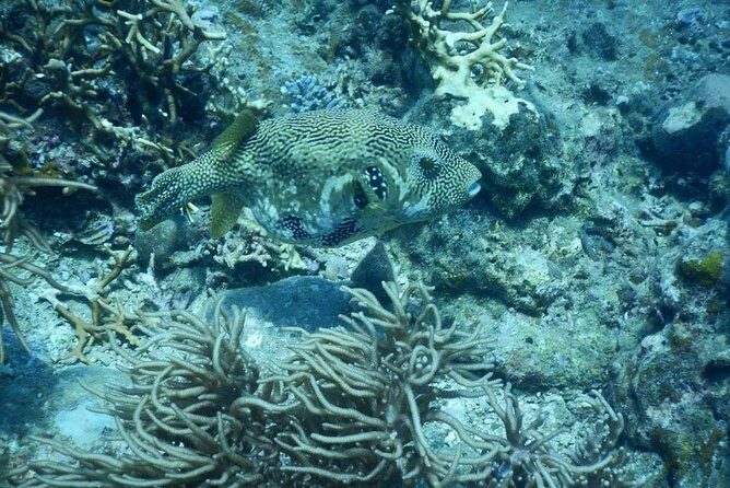 Fun Dives - Guided Dives for Certified Divers - Final Thoughts