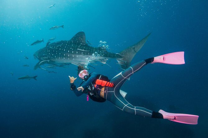 Fun Diving Packages (Certified Divers) - Frequently Asked Questions