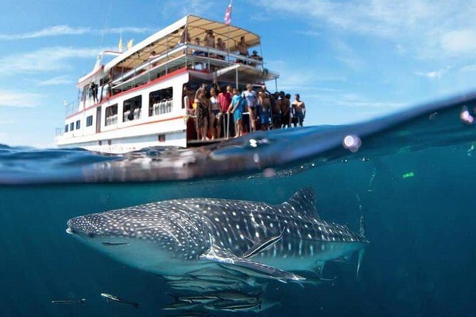 Fun Diving Safari Day Trip From Koh Lanta - Certified Divers - Discover Why the Fun Diving Safari from Koh Lanta Might Be Your Best Underwater Day