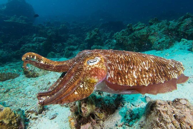 Fun Diving Safari Day Trip From Koh Lanta - Certified Divers - Key Points