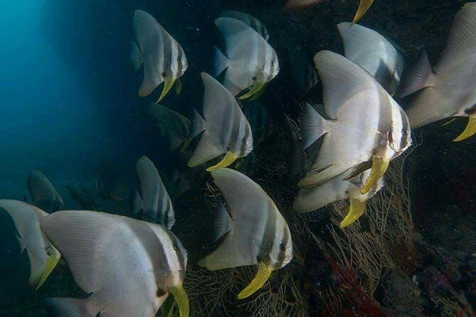 Fun Diving Safari Day Trip From Koh Lanta - Certified Divers - Frequently Asked Questions