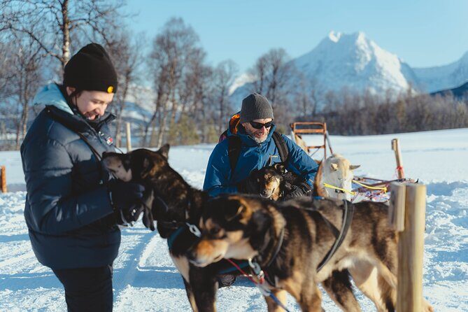 Fun & Easy Dog Sledding Adventure - Early Bird Tour - A Closer Look at the Tromso Dog Sledding Experience