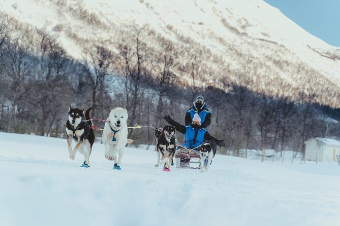 Fun & Easy Dog Sledding Adventure - Early Bird Tour - FAQ