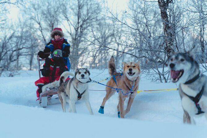 Fun & Easy Dog Sledding Adventure - Early Bird Tour - Final Thoughts