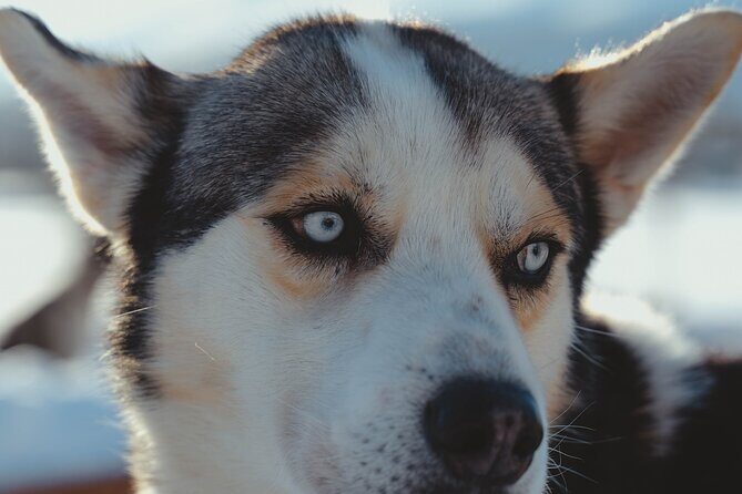 Fun & Easy Dog Sledding Adventure - Noon Tour - What the Reviews Say