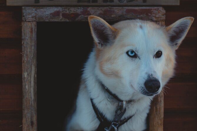 Fun & Easy Dog Sledding Adventure - Noon Tour - Who Would Love This Tour?