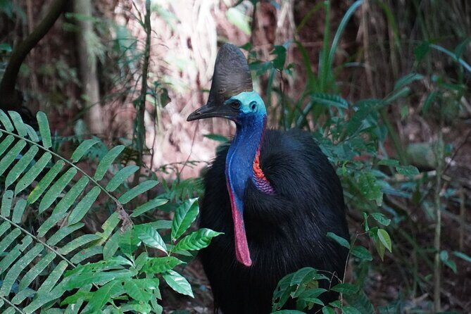 Fun, Falls and Forests Day Trip from Cairns - FAQ
