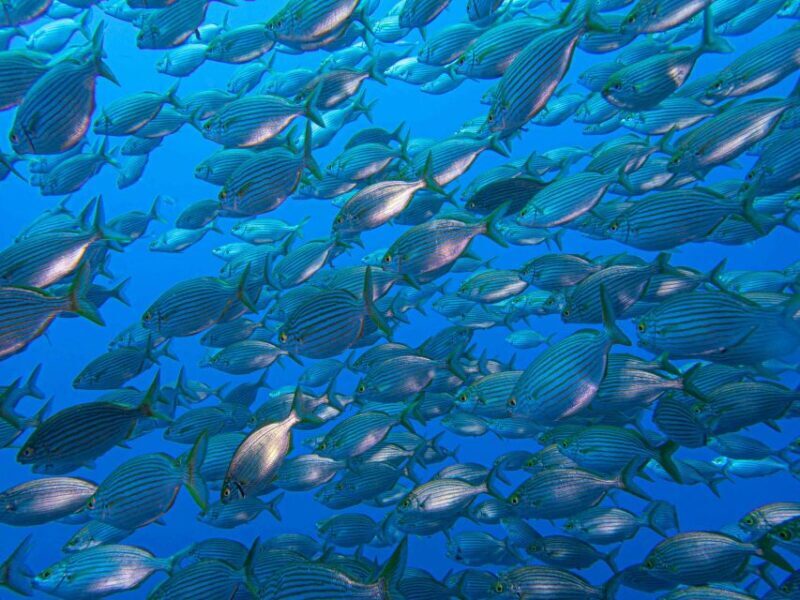 Funchal: Advanced Scuba Diving Afonso Cerqueira Wreck - What’s Included and What’s Not