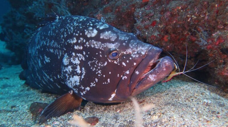 Funchal: Advanced Scuba Diving Afonso Cerqueira Wreck - FAQs