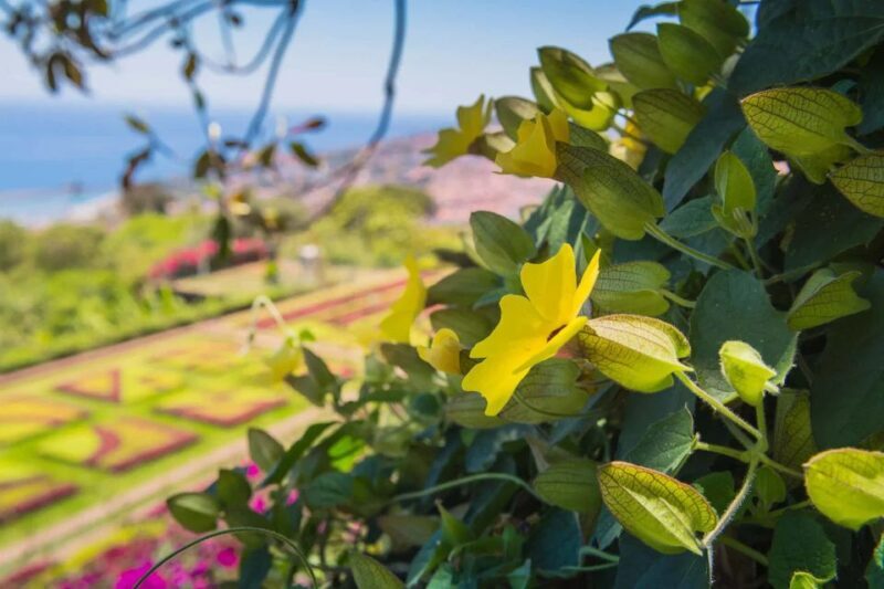 Funchal: Botanical Garden and Old Town Private Tuk-Tuk Tour - Final Thoughts