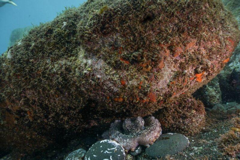 Funchal: Certified Scuba Diving, Guided Tour - An In-Depth Look at the Funchal Certified Scuba Tour