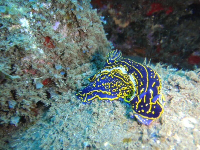 Funchal: Certified Scuba Diving, Guided Tour - FAQ