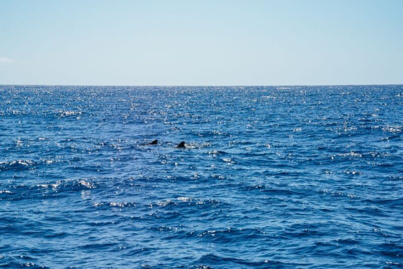 Funchal: Dolphin and Whale Watching by Luxury Catamaran - A Detailed Look at the Experience