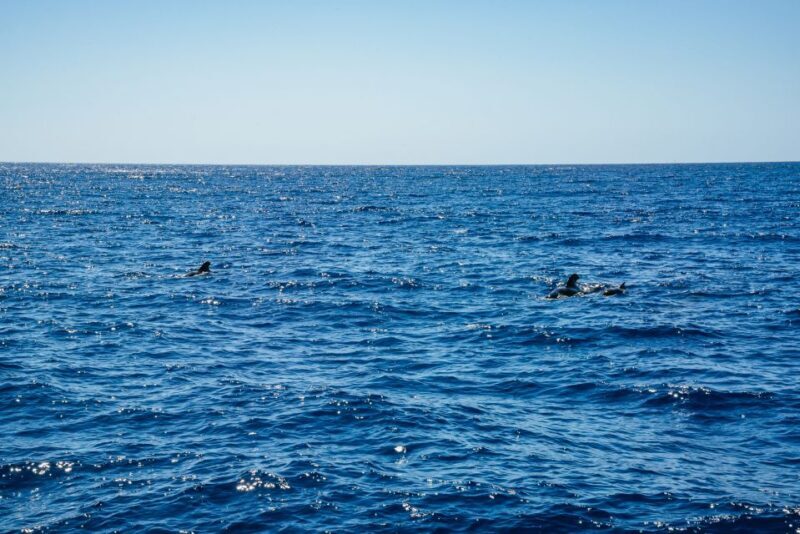 Funchal: Dolphin and Whale Watching by Luxury Catamaran - FAQ