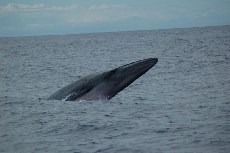 Funchal: Dolphin and Whale Watching Catamaran Cruise - Funchal: Dolphin and Whale Watching Catamaran Cruise