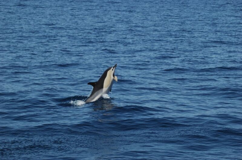 Funchal: Dolphin and Whale Watching Catamaran Cruise - Analyzing the Value and Experience