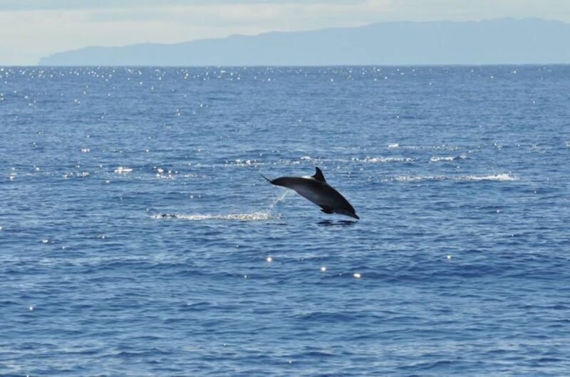 Funchal: Dolphin and Whale Watching Catamaran Cruise - Who Should Consider This Tour?