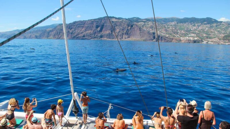 Funchal: Dolphin and Whale-watching Catamaran Tour - Key Points