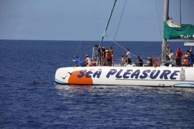 Funchal: Dolphin and Whale-watching Catamaran Tour - Final Thoughts